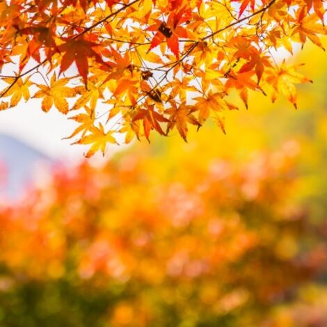 beautiful-red-and-green-maple-leaf-on-tree_74190-2260