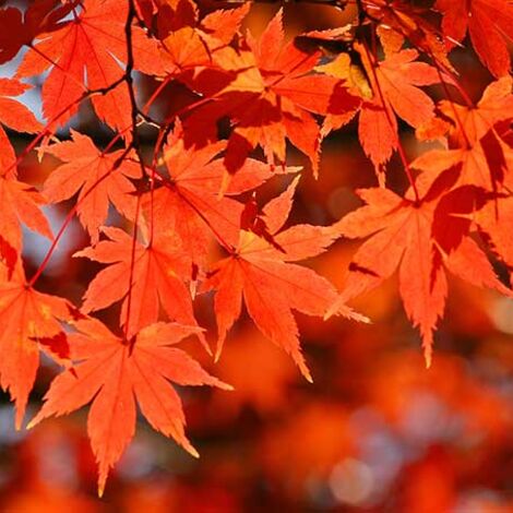 autumn-leaves_00010